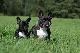 BOULEDOGUE FRANCAIS 722